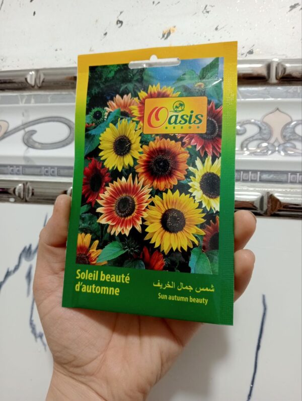 بذور زهرة شمس جمال الخريف