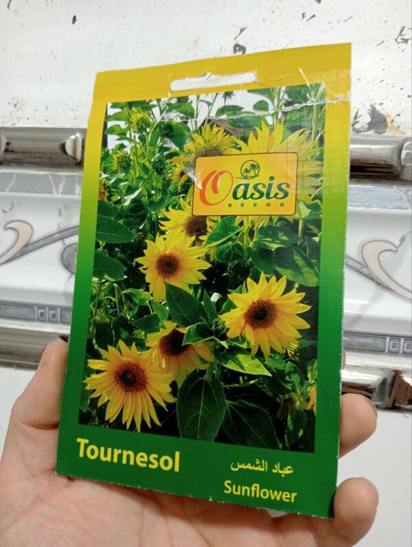بذور زهرة عباد الشمس