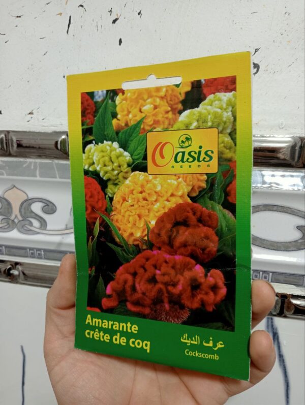 بذور زهرة عرف الديك