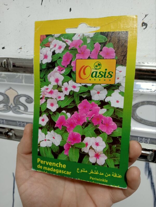بذور زهرة عناقية مدغشقر منوعة