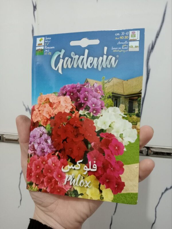 بذور زهرة فلوكس