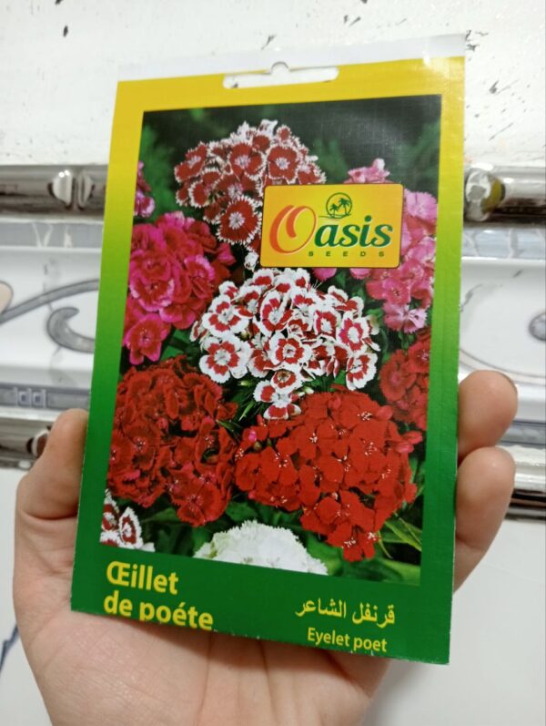 بذور زهرة قرنفل الشاعر منوعة