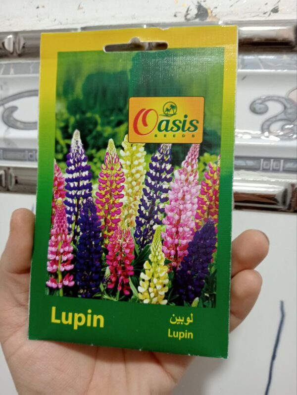 بذور زهرة لوبين