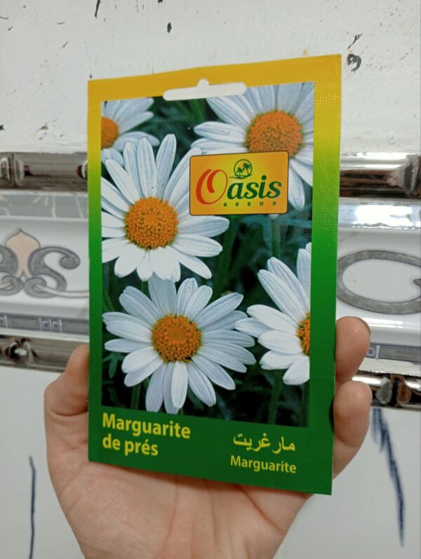 بذور زهرة مارغريت