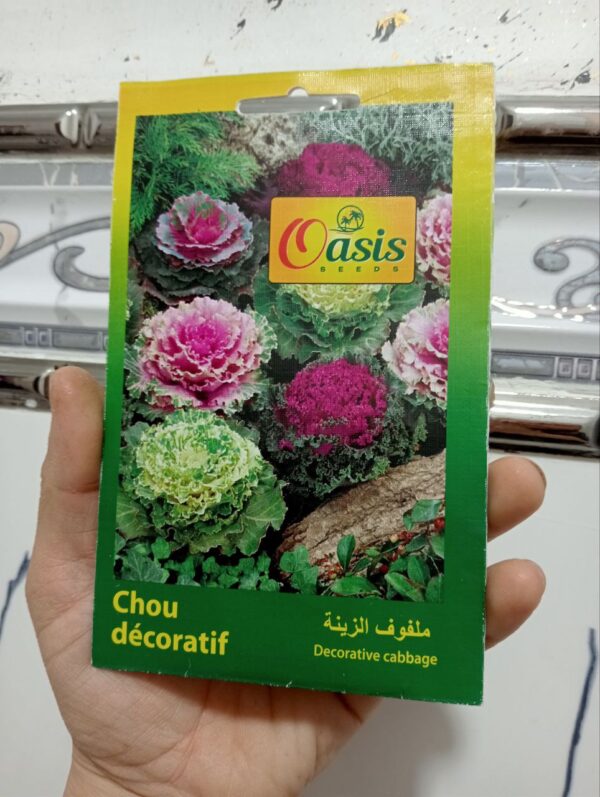بذور زهرة ملفوف الزينة