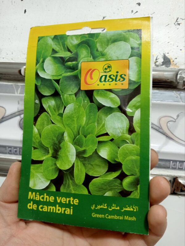 بذور سلطة الدرة