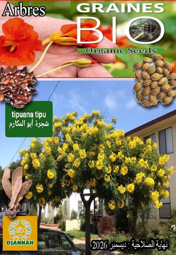 بذور شجرة أبو المكارم