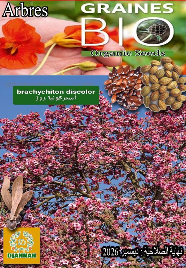 بذور شجرة أستركوليا وردية