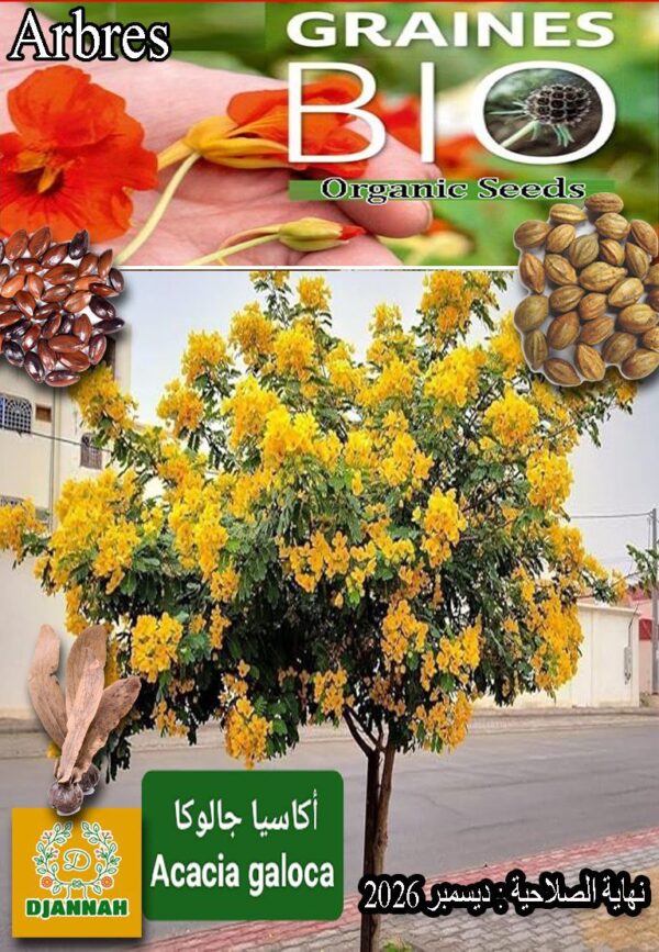 بذور شجرة أكاسيا جالوكا