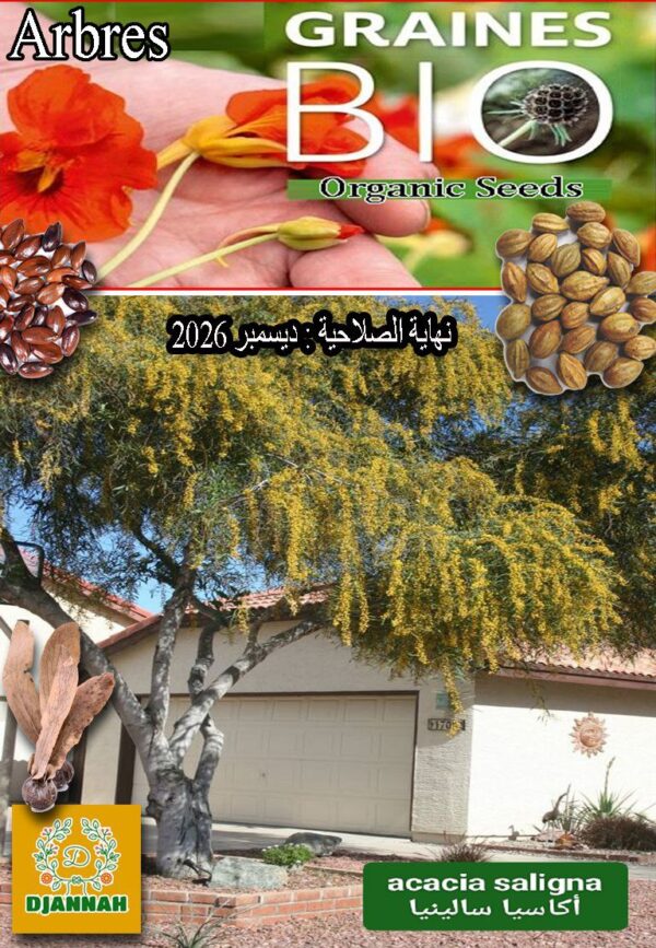 بذور شجرة أكاسيا سالينيا