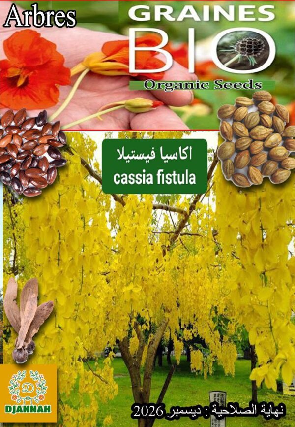 بذور شجرة أكاسيا فيستيلا