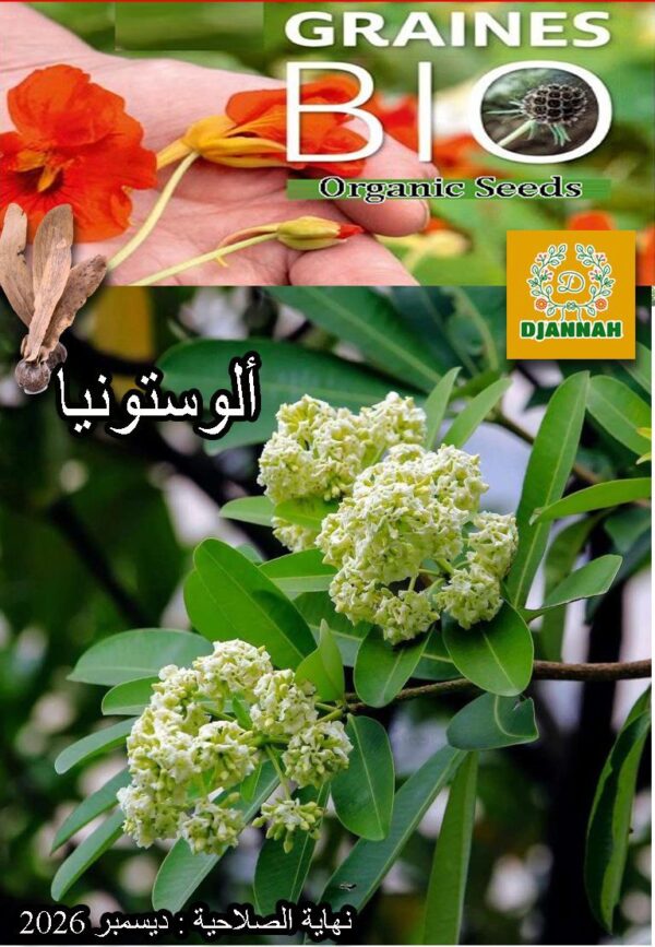 بذور شجرة ألوستونيا