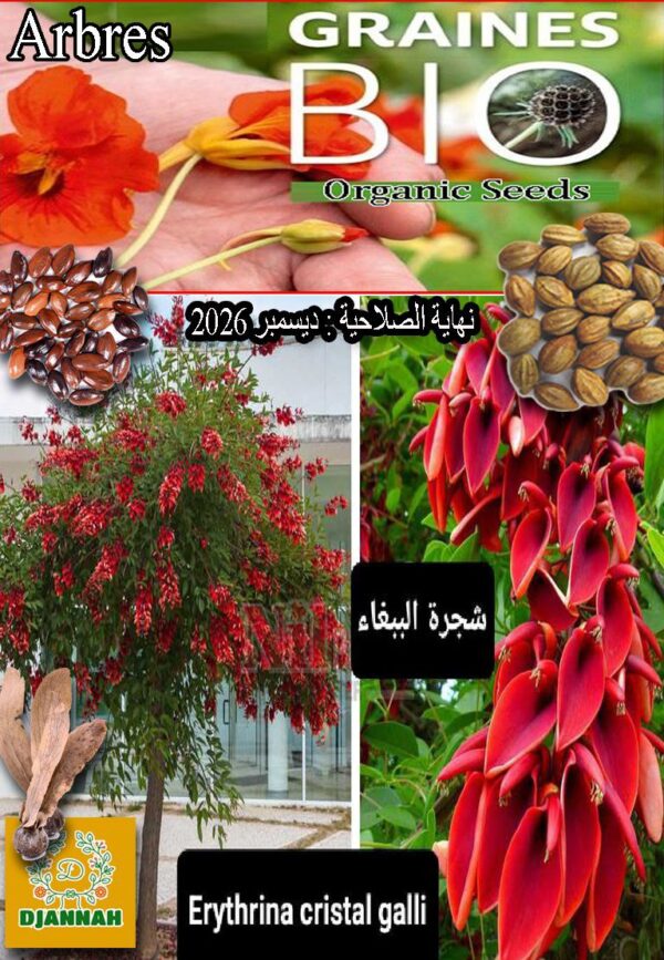 بذور شجرة الببغاء