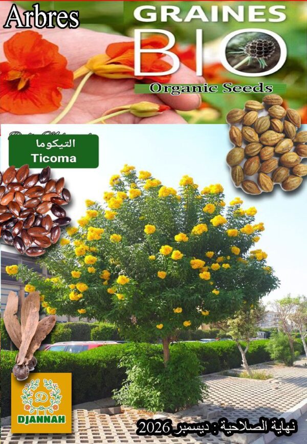 بذور شجرة التيكوما