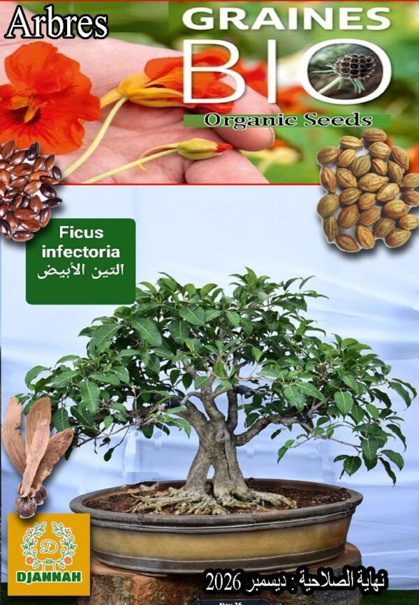 بذور شجرة التين الأبيض