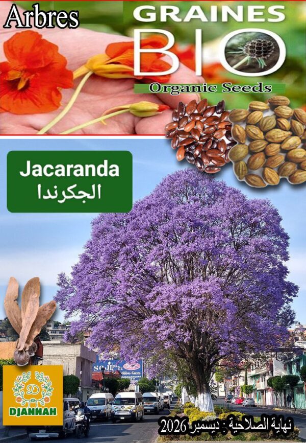 بذور شجرة الجكرندا