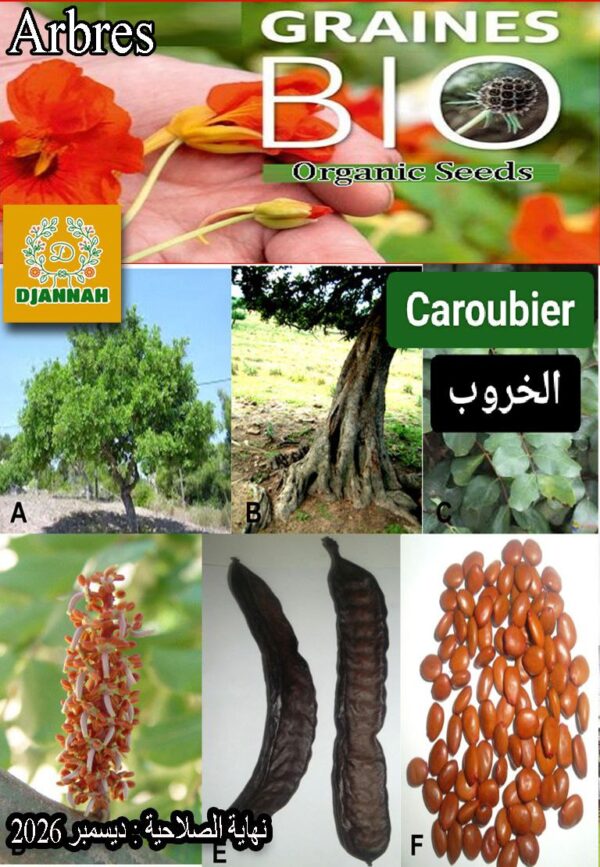 بذور شجرة الخروب