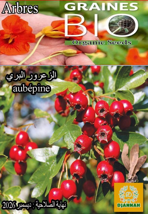 بذور شجرة الزعرور البري