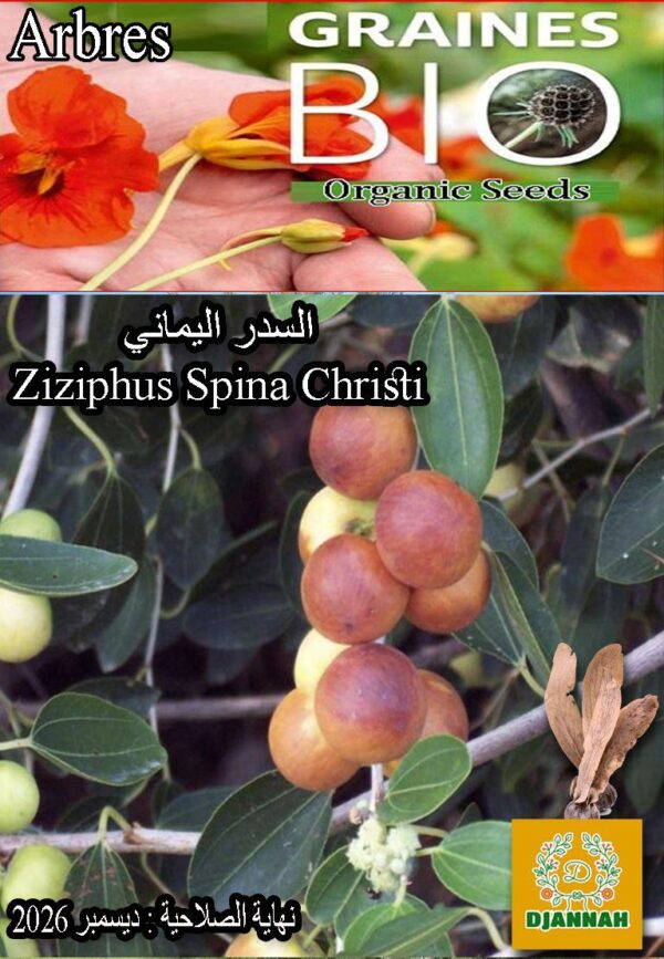بذور شجرة السدر اليماني
