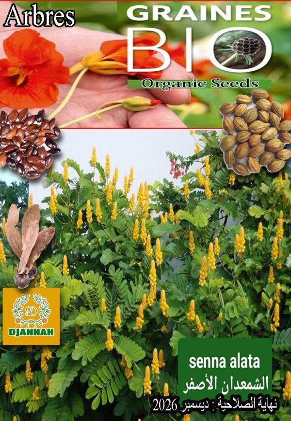 بذور شجرة الشمعدان الاصفر