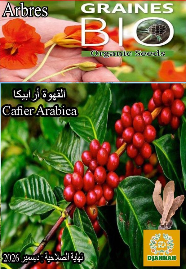 بذور شجرة  القهوة أرابيكا