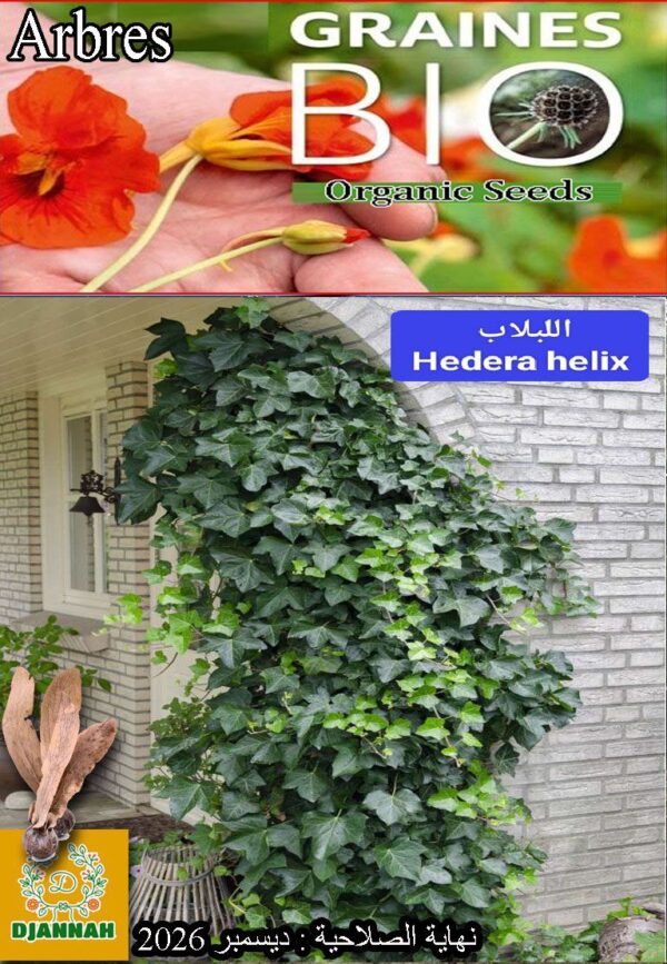 بذور شجرة اللبلاب
