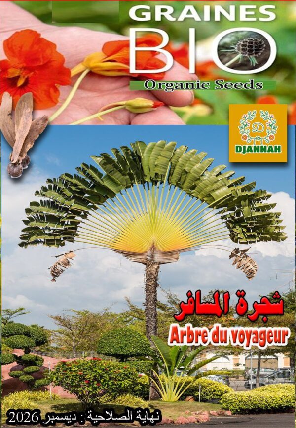 بذور شجرة المسافر