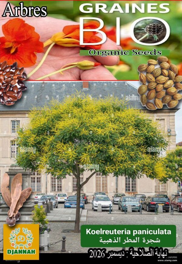 بذور شجرة المطر الذهبية