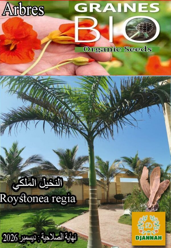 بذور شجرة النخيل الملكي