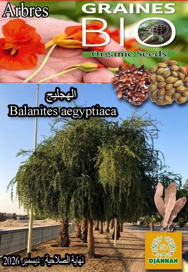 بذور شجرة الهجليج