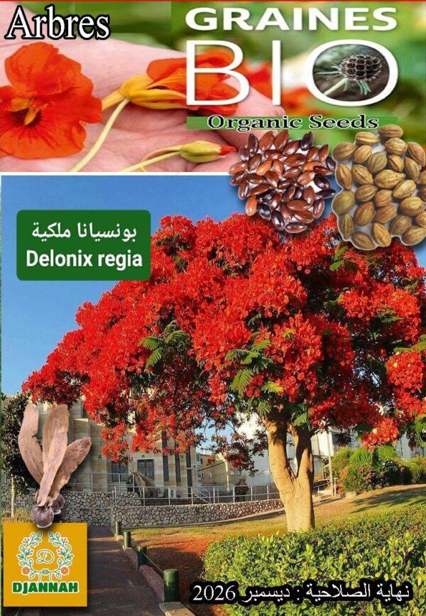بذور شجرة بونسياتا ملكية