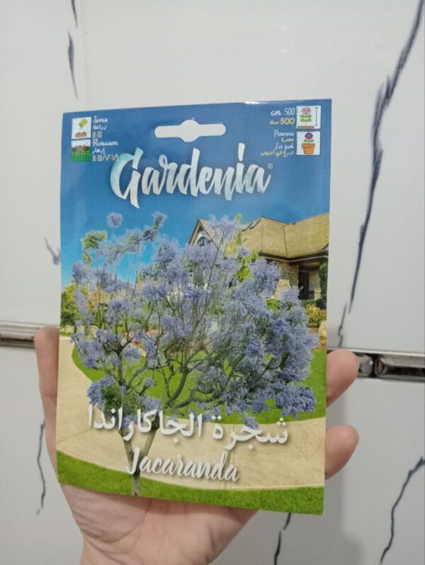 بذور شجرة جاكرندا من غاردينيا