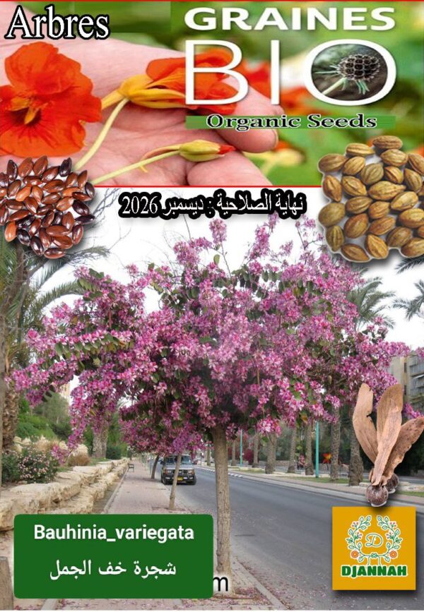 بذور شجرة خف الجمل