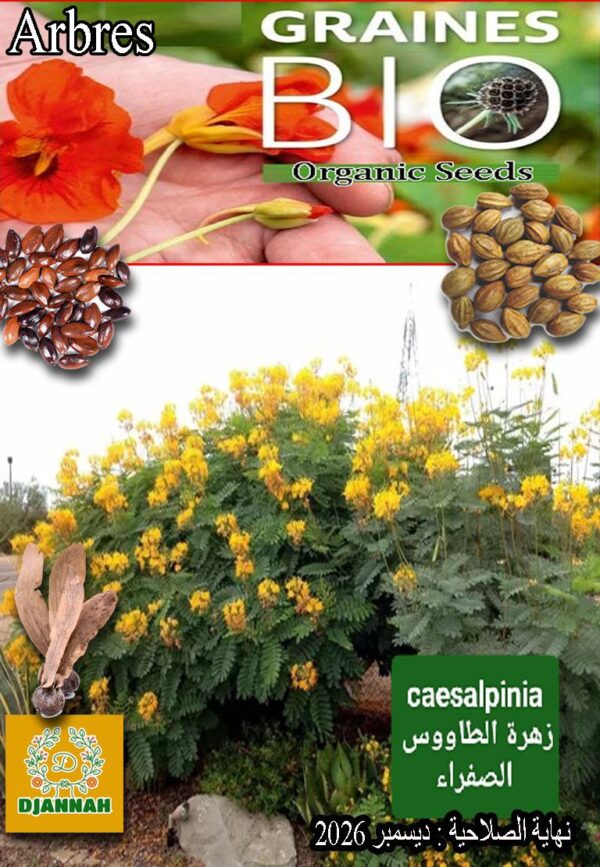 بذور شجرة زهرة الطاوس الصفراء