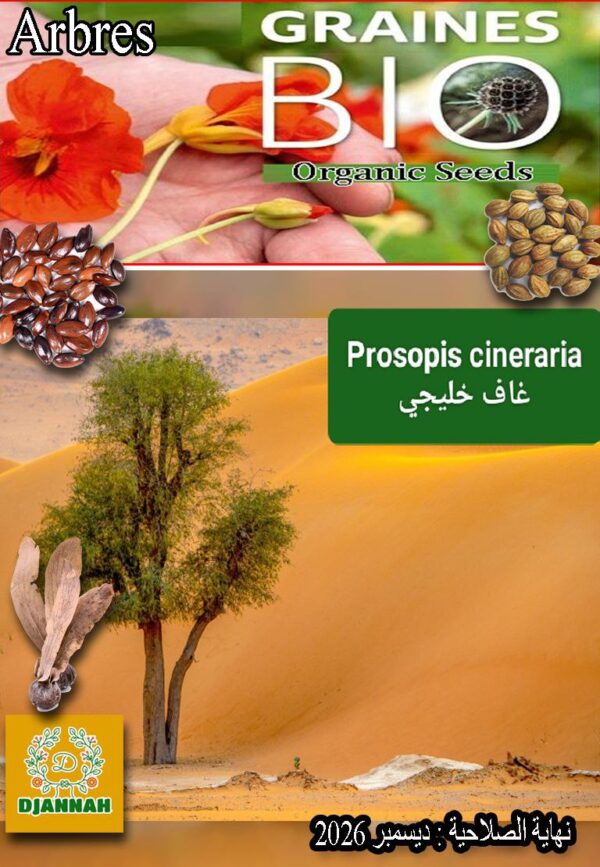 بذور شجرة غاف خليجي