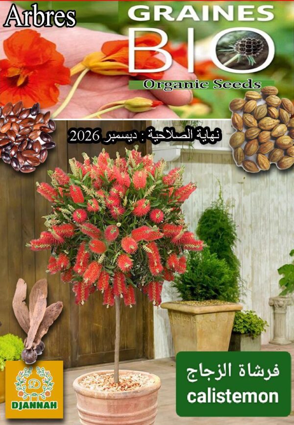 بذور شجرة فرشاة الزجاج