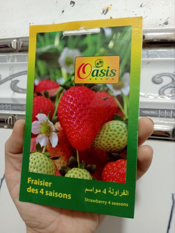 بذور فراولة أربع مواسم