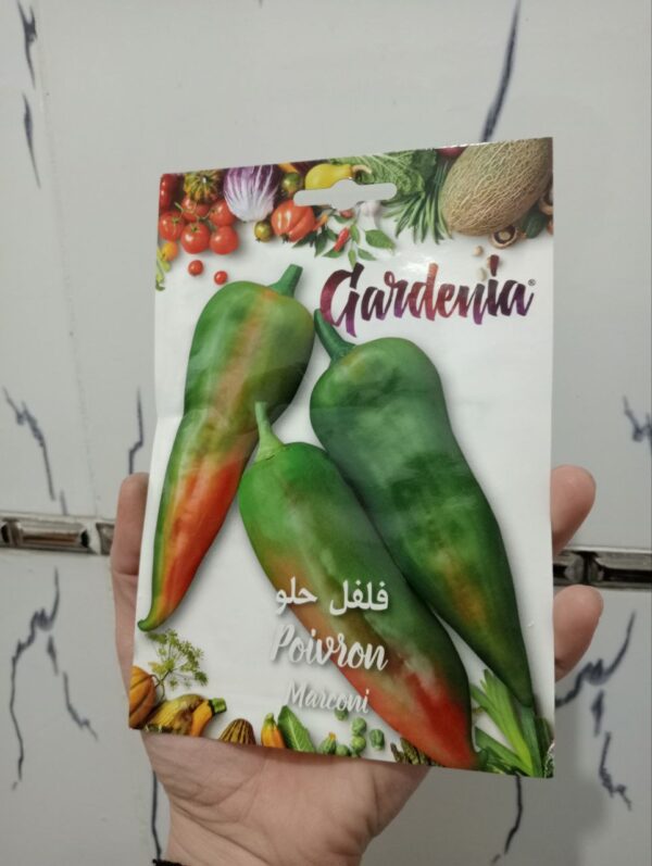 بذور فلفل حلو ماركونيي