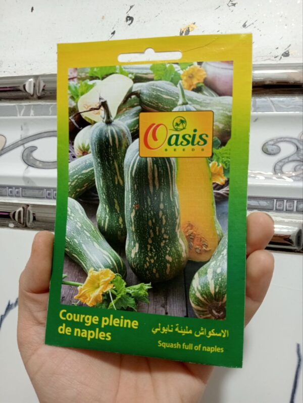 بذور قرع نابولي