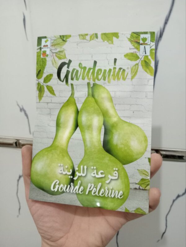 بذور قرعة الزينة