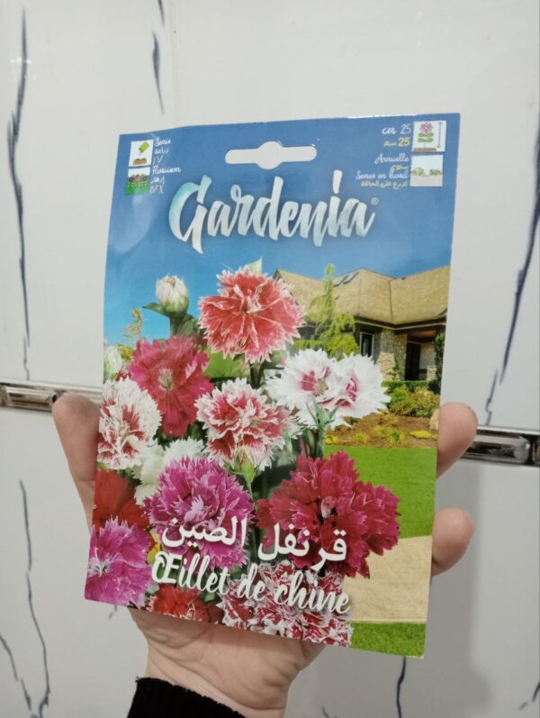 بذور قرنفل الصين