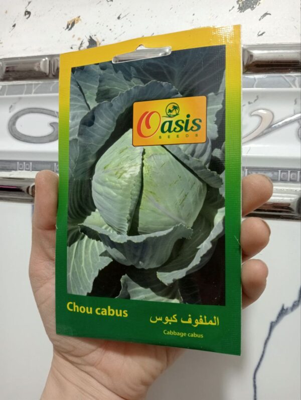 بذور كرنب كبوس