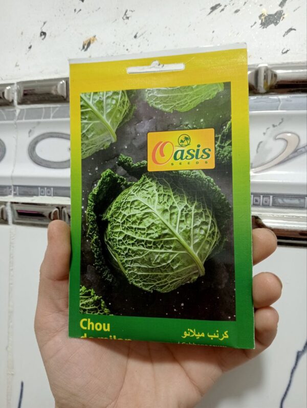 بذور كرنب ميلانو