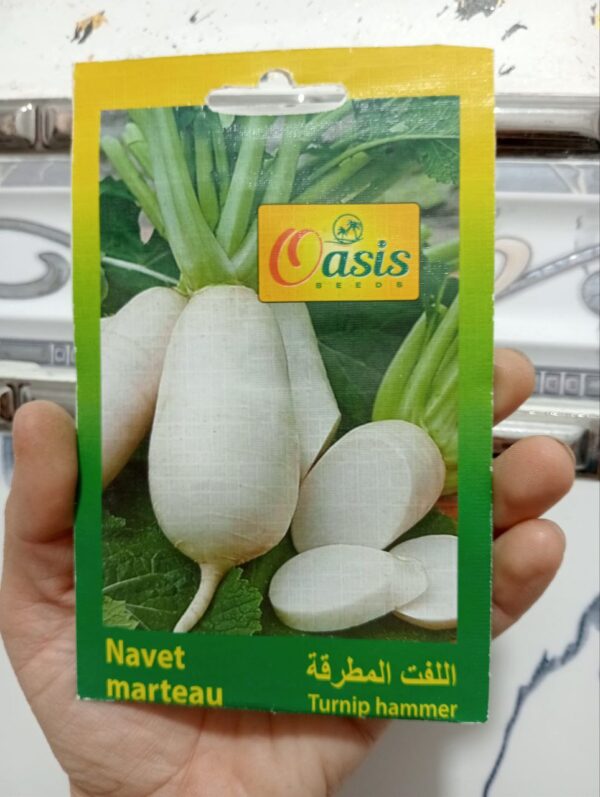 بذور لفت المطرقة