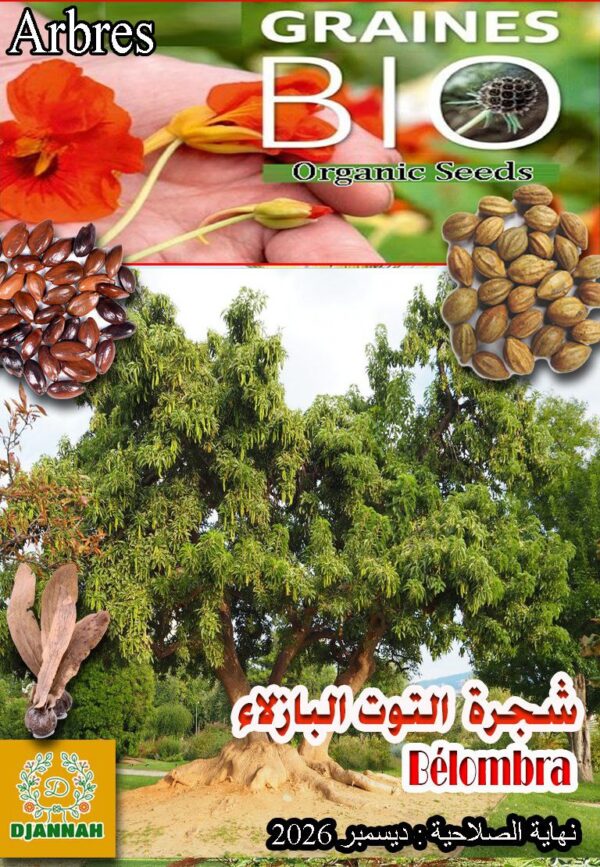 شجرة التوت البازلاء
