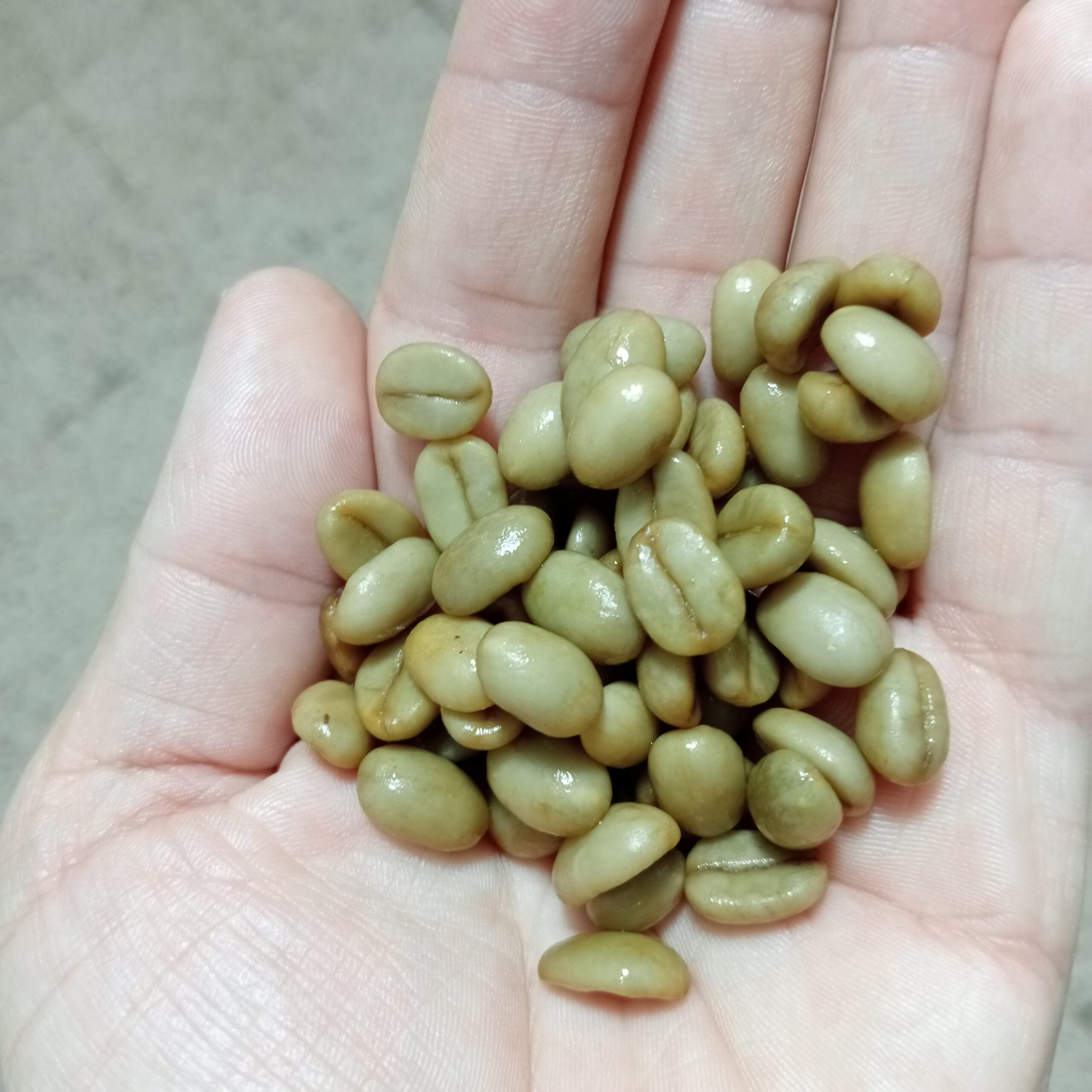 بذور شجرة قهوة روبيستا
8 بذور في الكيس - الصورة 2