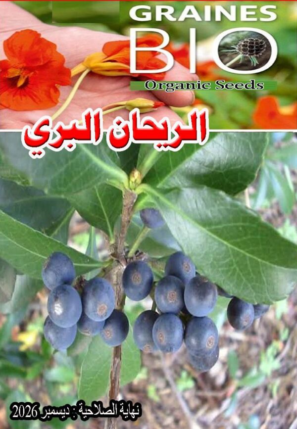 بذور شجرة الريحان البري