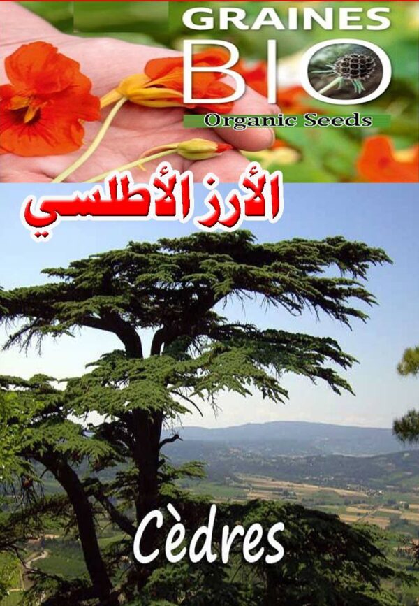 بذور شجرة الأرز الأطلسي - 450 دج