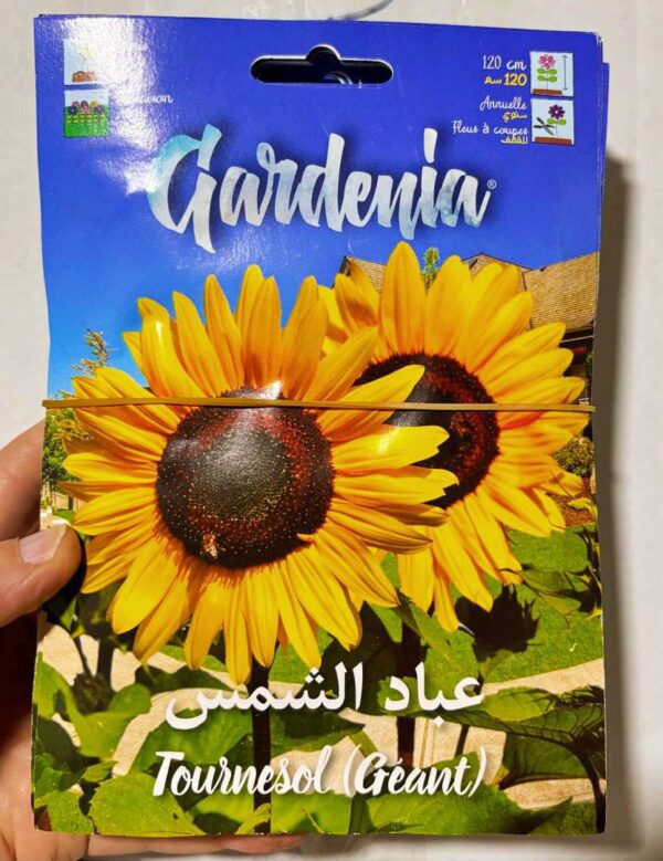 بذور عباد الشمس