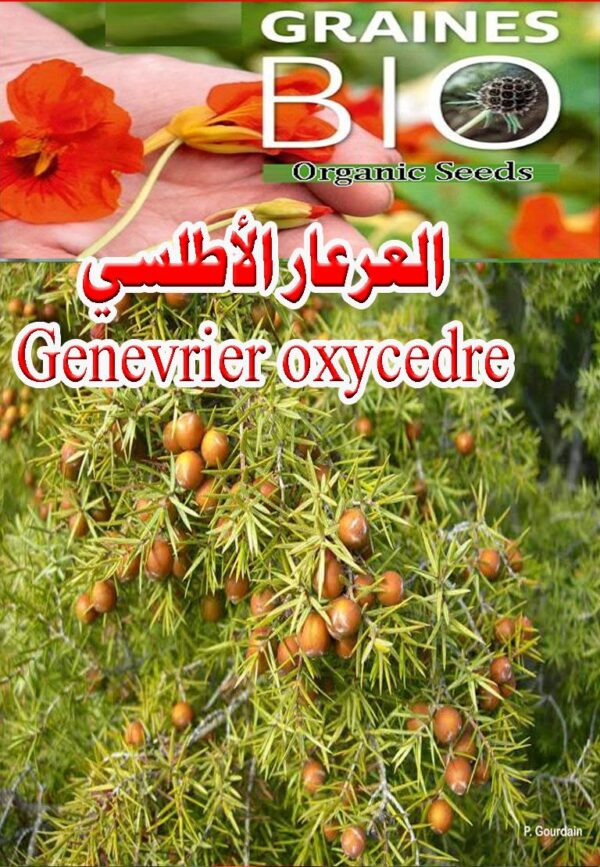 بذور العرعار الأطلسي - 450 دج